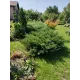 Садовый мастер Антонио