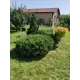 Садовый мастер Антонио