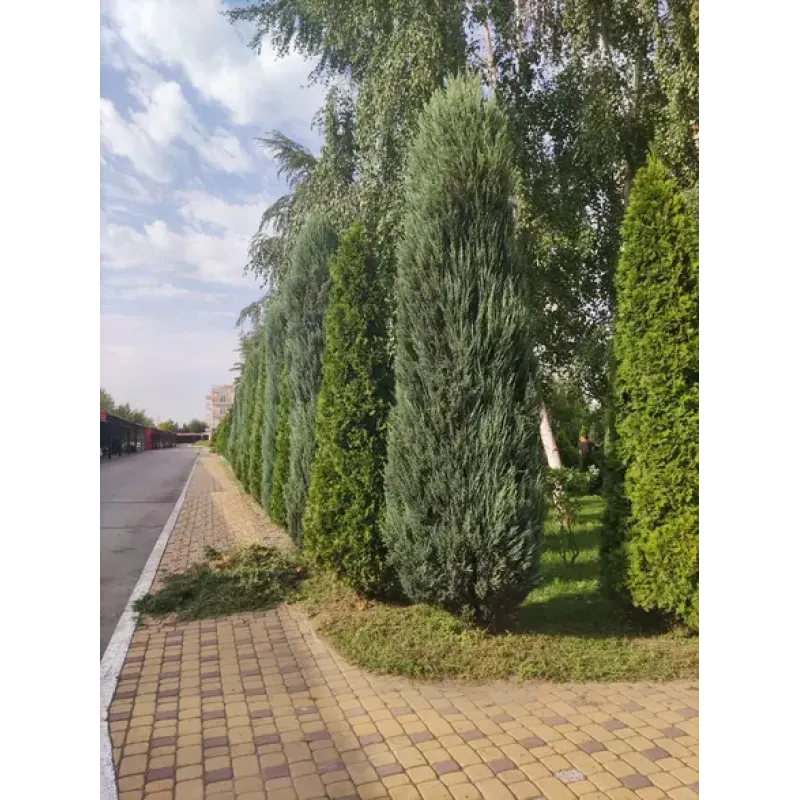 Садовый мастер Антонио