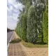 Садовый мастер Антонио