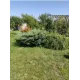Садовый мастер Антонио