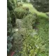 Садовый мастер Антонио
